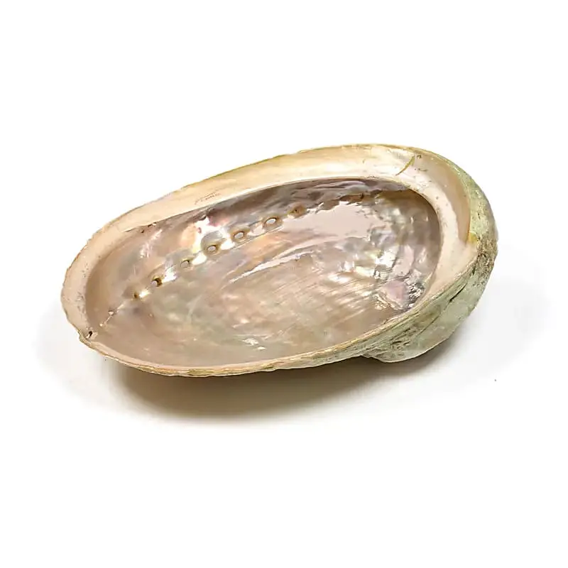 Abalone Muschel Haliotis diversicolor M