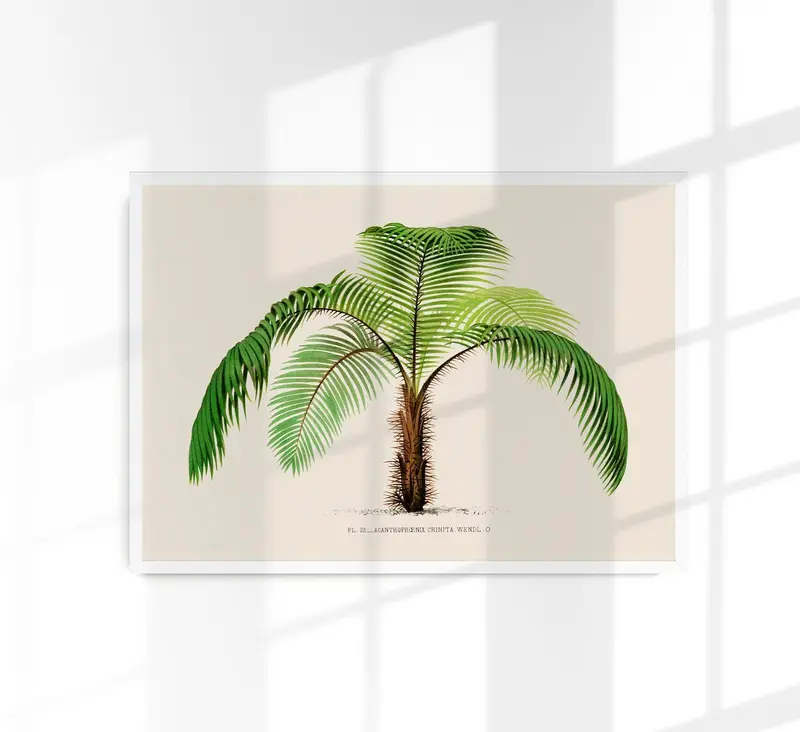 Acanthophoenix Crinta Poster – Fine Art Print UV-beständig