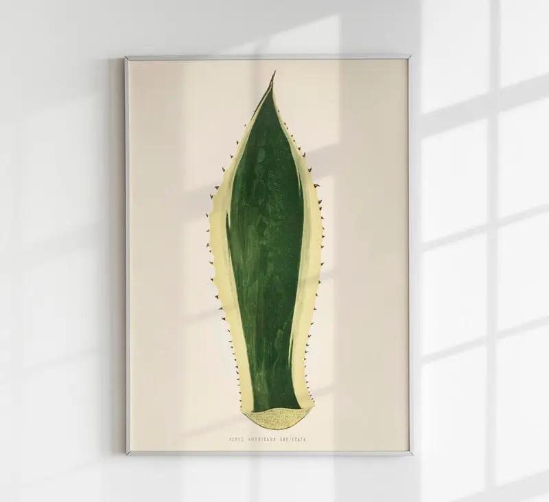 Agave Variegata – Rare Leaves Poster | Fine Art Print UV-beständig