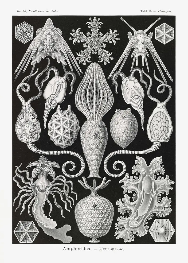 Amphoridea – Ernst Haeckel Scientific Art Poster Fine Art Print Canvas