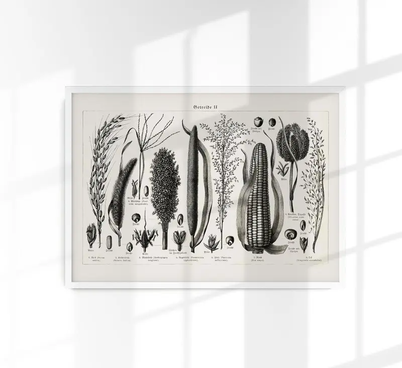 Antique Corn Plant Poster – Fine Art Print Vintage Botanical UV-resistent