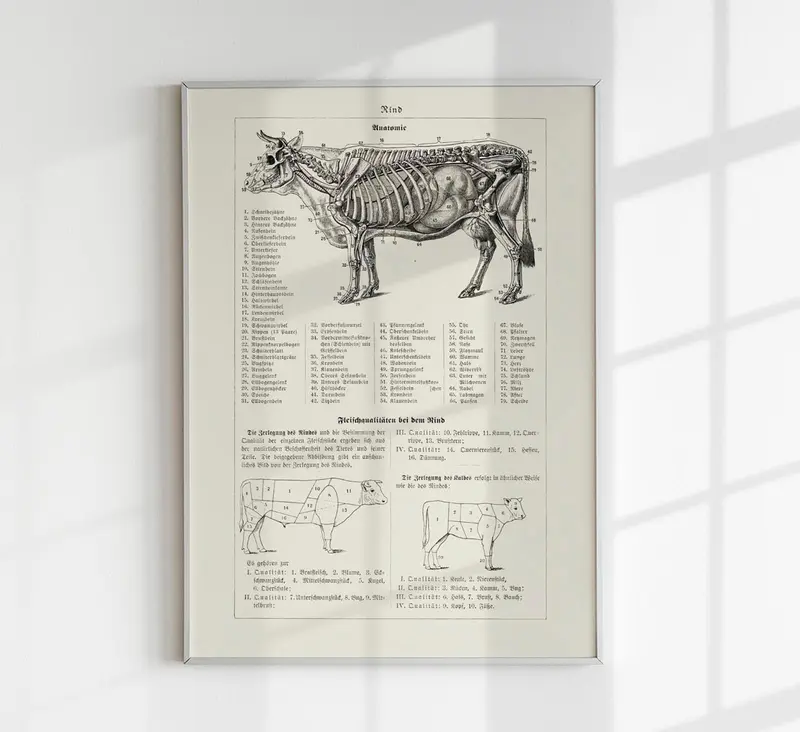 Antique Cow and Bull Rind Vintage Poster – Fine Art oder Canvas