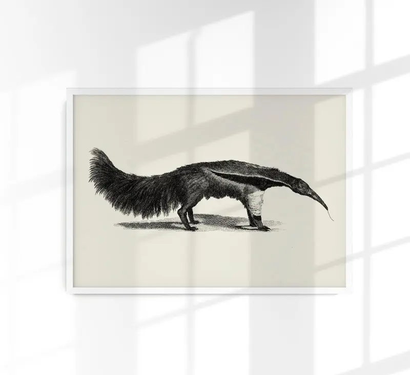 Antique Giant Anteater – Vintage Illustration Fine Art Print oder Canvas