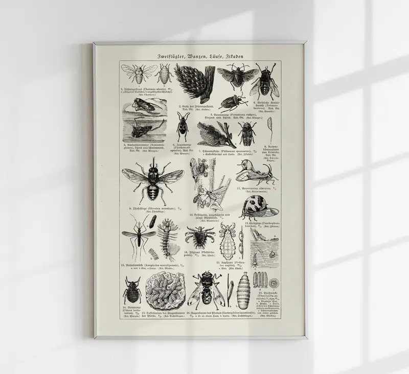 Antique Insects and Flies Entomologie-Poster Fine Art Canvas