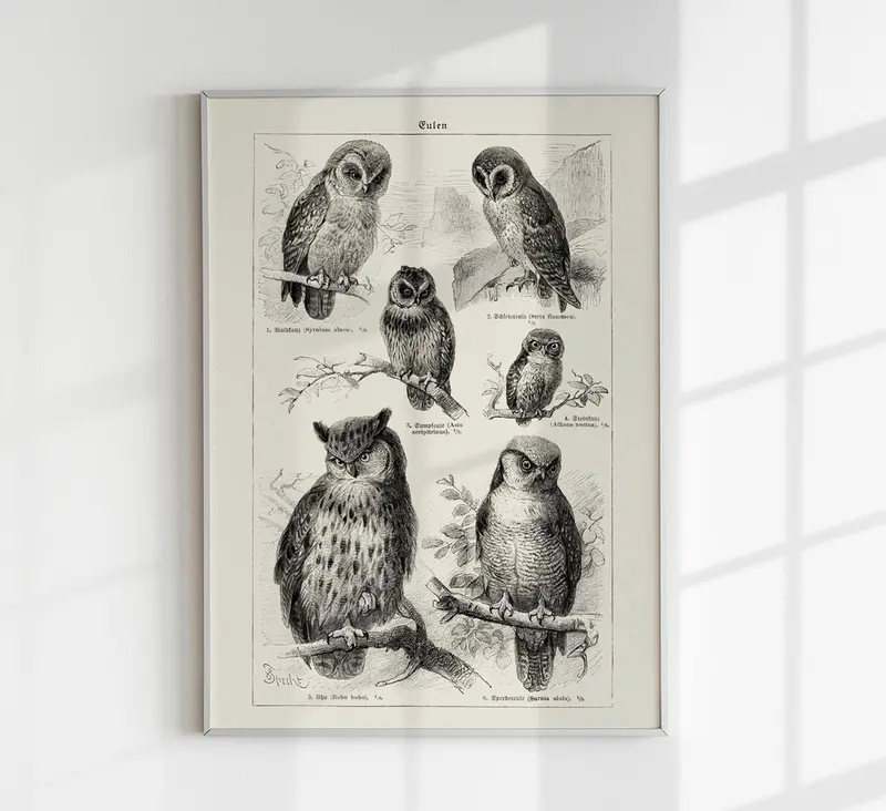 Antique Owl Poster – Fine Art Print Vintage Motiv Papierdruck oder Canvas