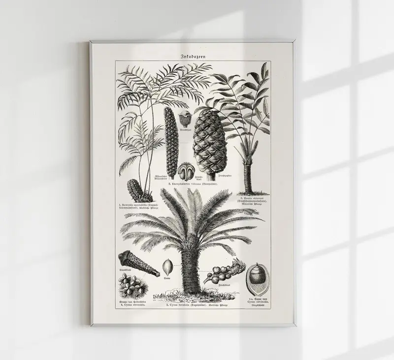 Antique Palm Tree III Poster – Fine Art Print Vintage Botanik UV-resistent