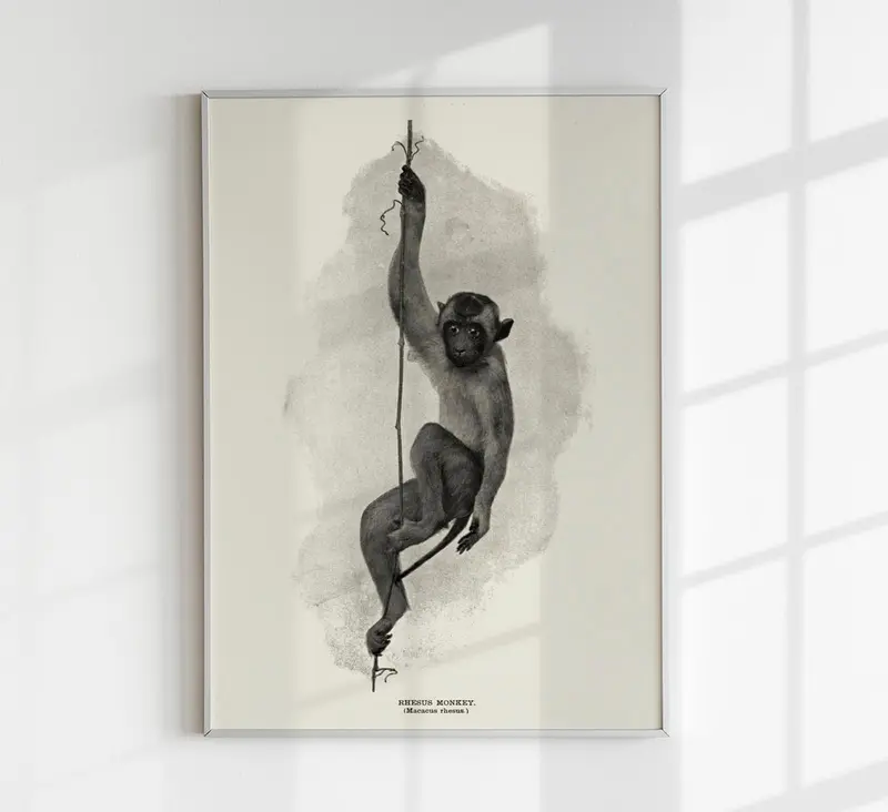 Antique Rhesus Monkey Poster – Vintage Tierillustration Fine Art Print