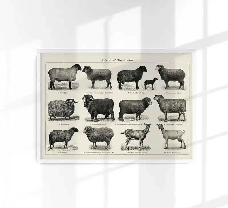 Antique Sheep and Goat Poster – Vintage Chart Fine Art Print