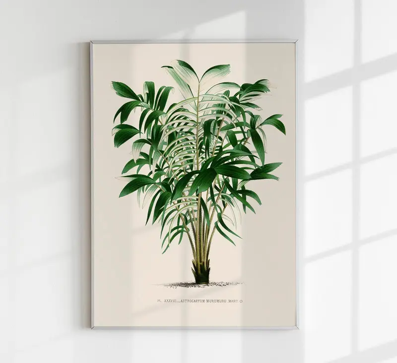 Astrocaryum Murumuru Poster – Fine Art Print UV-beständig