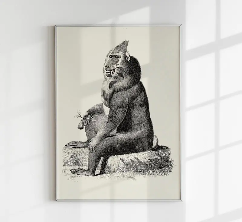 Baboon Poster – Archivpapier, Berlin
