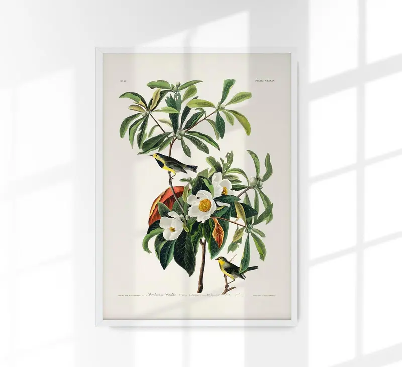 Bachman's Warbler from Birds of America Poster – Kunstdruck Berlin