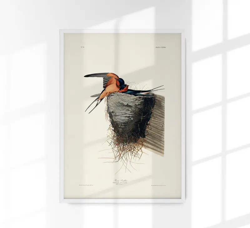 Bain Swallow from Birds of America Poster – Kunstdruck Patroa Studio
