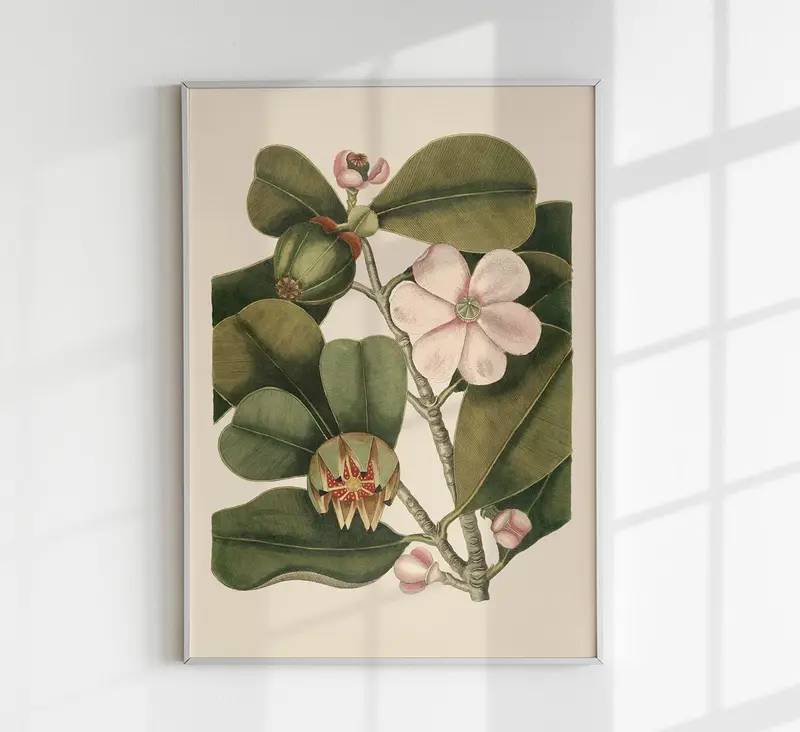 Balsam Tree Flower Poster – Vintage Botanische Illustration Fine Art Print UV-resistent