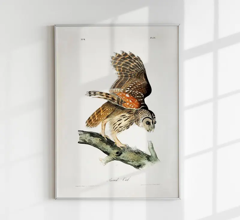 Barred Owl from Birds of America Poster – Kunstdruck Berlin