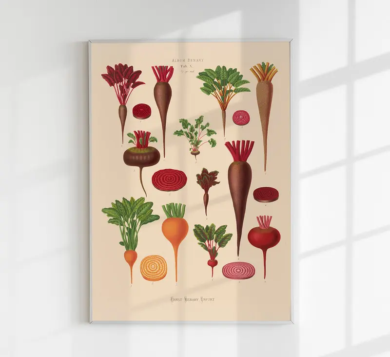 Beets Chart Botanical Poster – Fine Art Paper oder Canvas, UV-archivfest