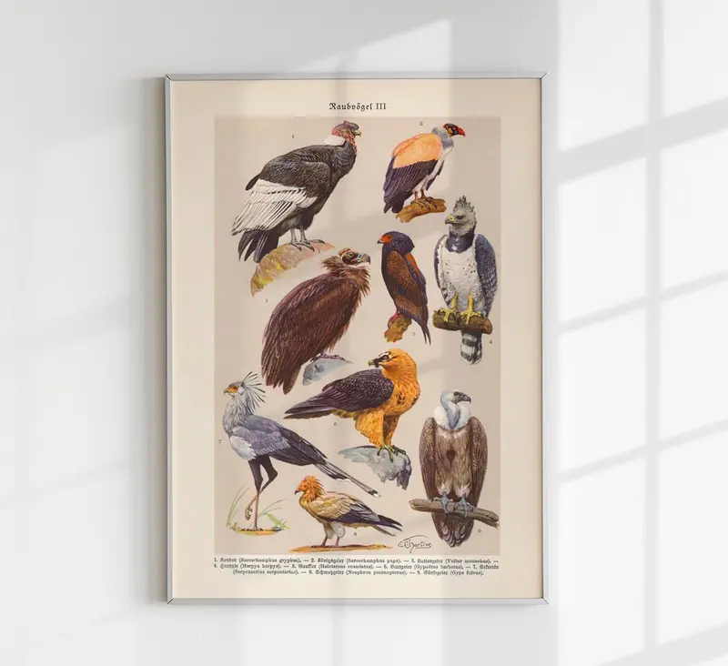 Birds of Prey III Poster – Chromolithographie Illustrationen