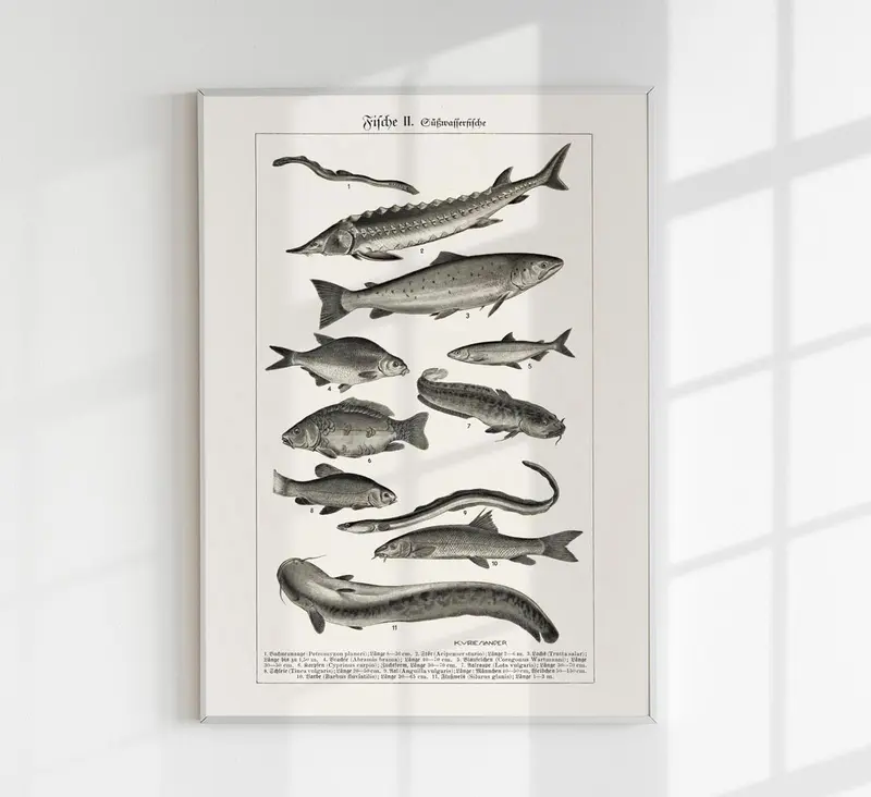 Fish German Chart n2 Antique Print – Vintage Meeresillustrationen Poster