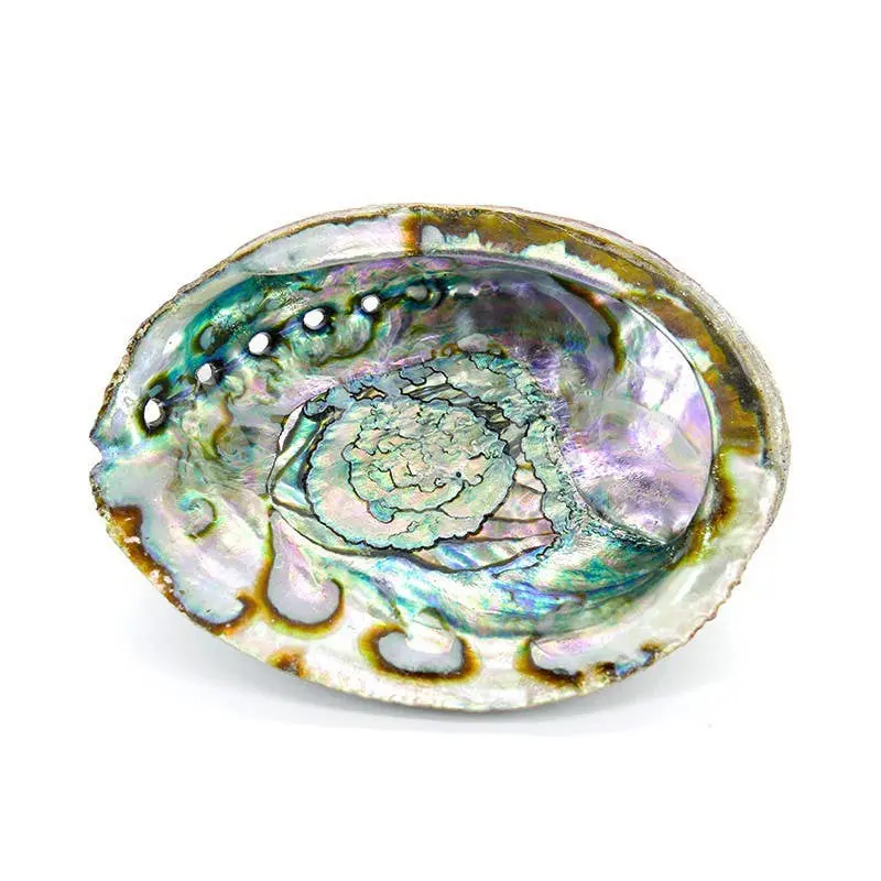 Große Abalone-Muschel 17 x 13 cm