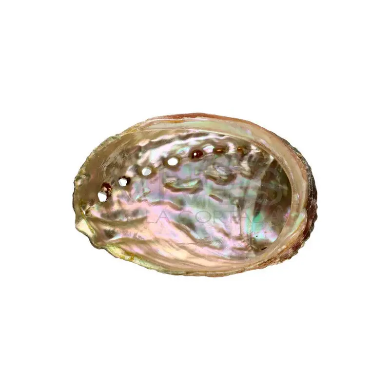 Große Abalone-Muschel mit natürlichem Gewinde
