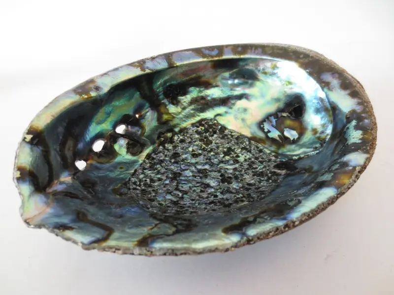 Grüne Abalone Ohrmuschel groß
