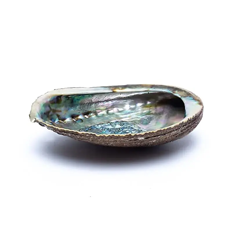 Grüne Abalone Smudge Muschel Haliotis