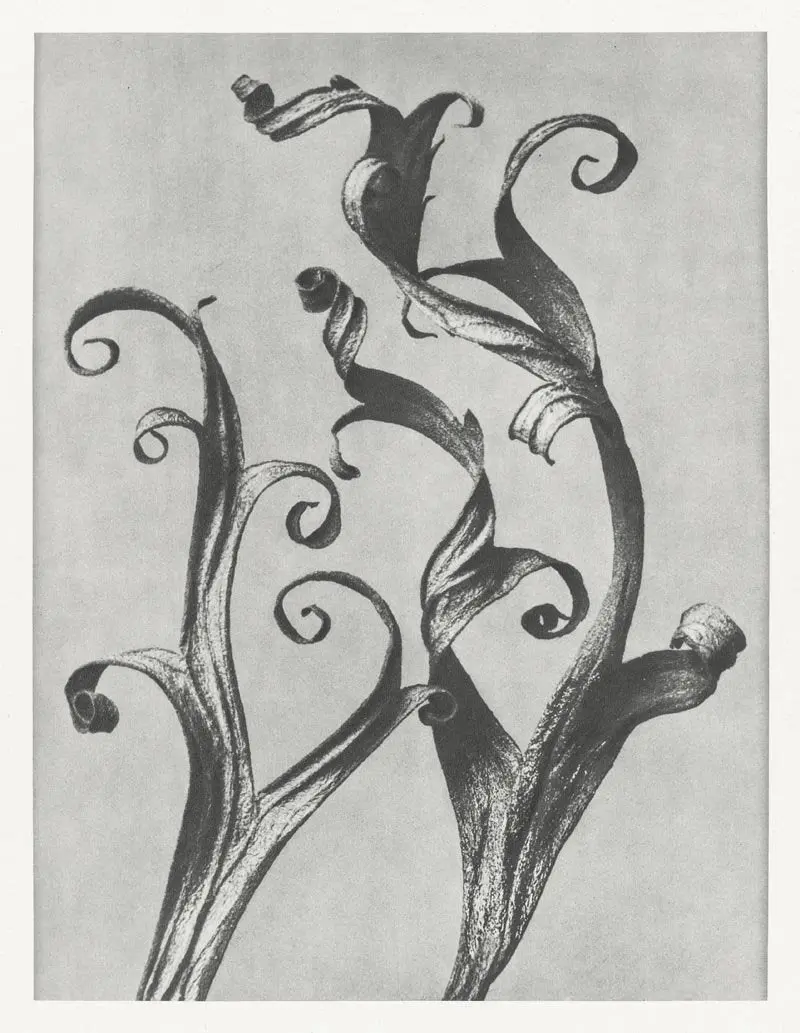 Karl Blossfeldt Plant Photogravure Nr 108 Kunstdruck Poster