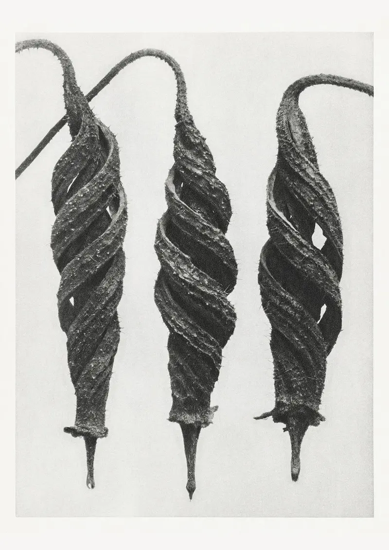 Karl Blossfeldt Plant Photogravure Nr 58 – Kunstdruck Berlin