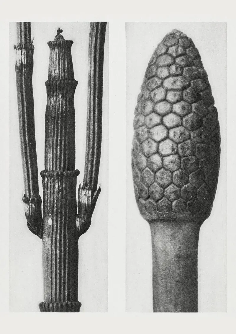 Karl Blossfeldt Plant Photogravure Nr 98 – Kunstdruck Berlin