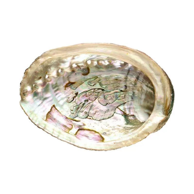 Kleine Abalone-Schale 11,5 x 9 cm