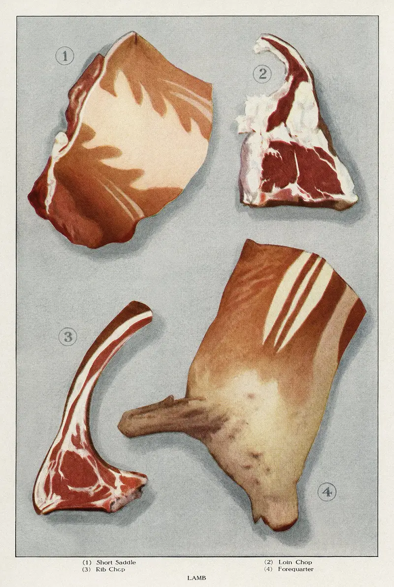 Lamb 4 Pieces Meat – Kunstdruck von Patroa Studio