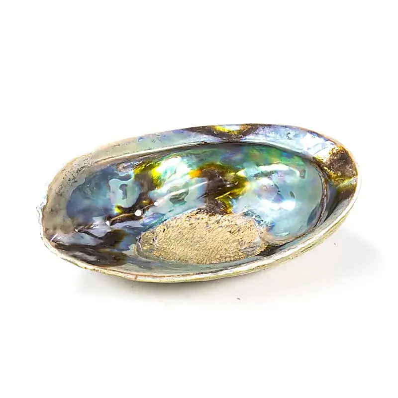 Phoenix Regenbogen-Abalone Paua Muschel