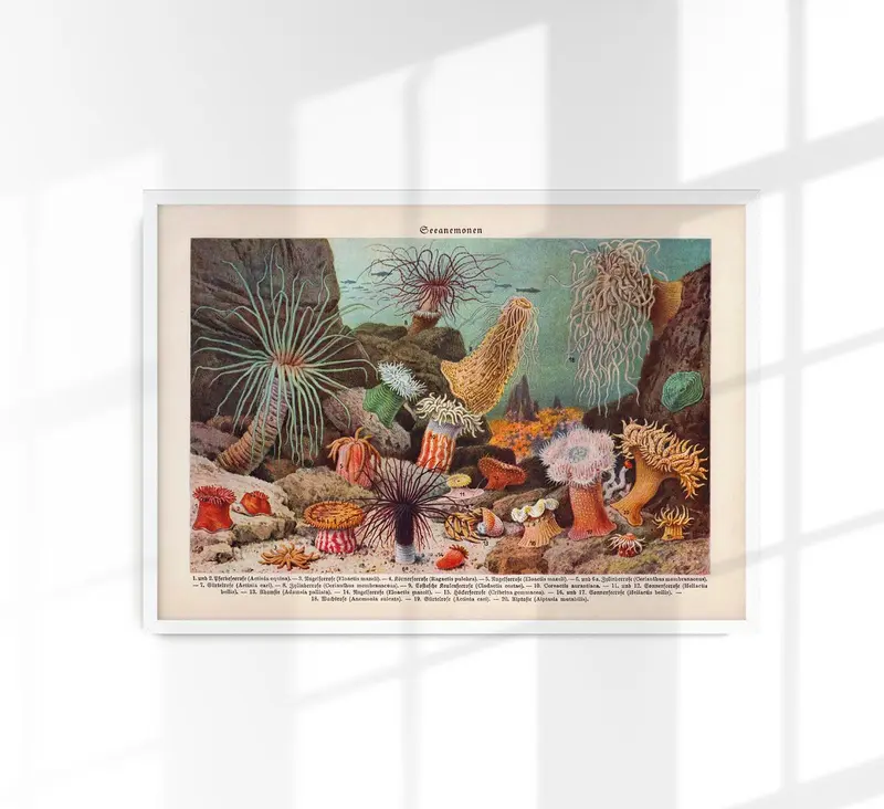 Sea Anemones Poster – Kunstdruck Meerestiere