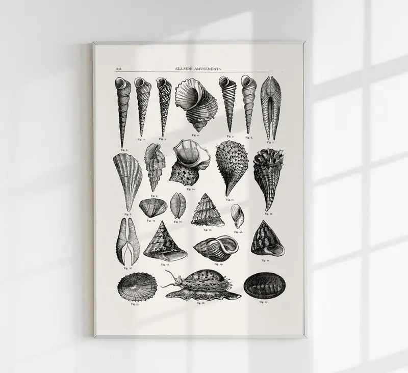 Seaside Amusements Shell Chart Antique Print – Patroa Studio