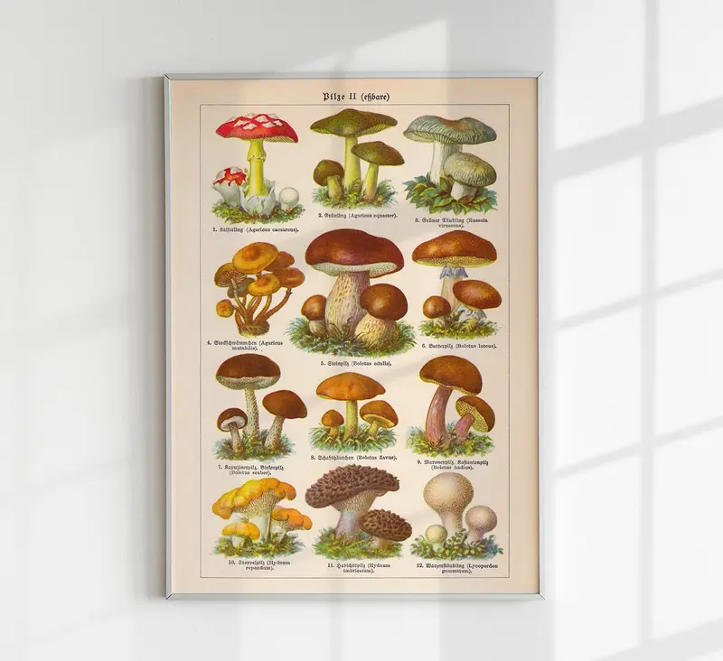 Vintage Mushrooms Chart II – Pilze II Kunstdruck Chromolithographie