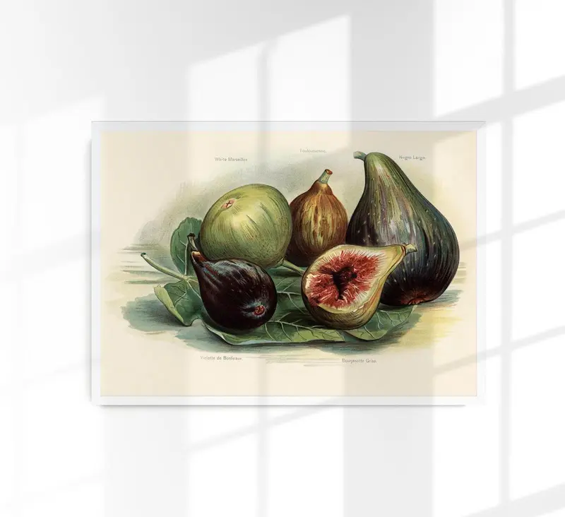 White Marseilles Figs Fruit Poster – Botanische Illustration Fine Art Print